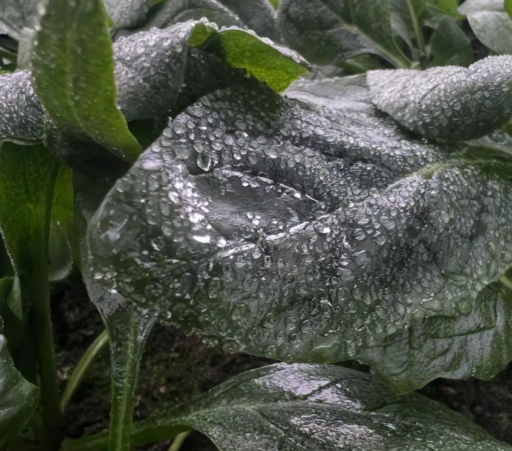 ほうれん草