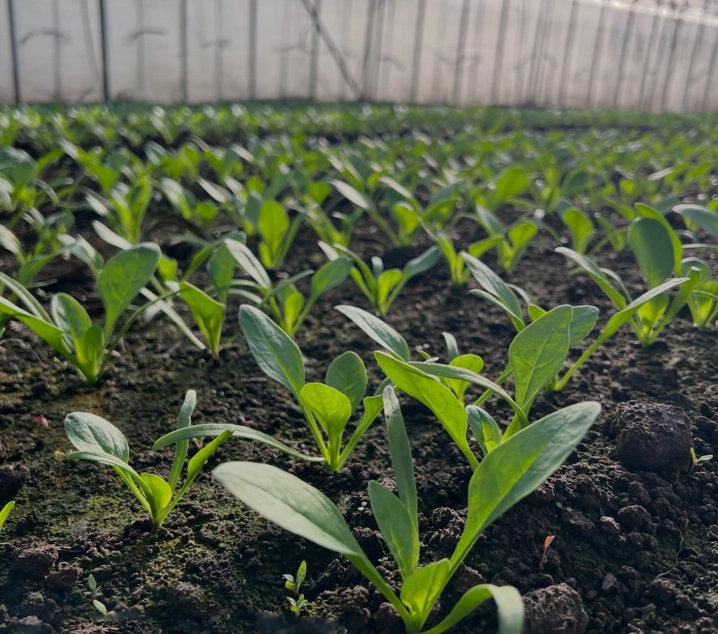 お店に合わせて品種を変える最適な野菜をご提供！