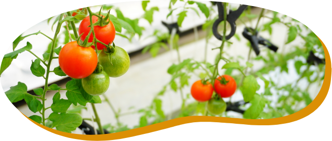 年間を通し安定した量の高品質なトマトをお客様の元へお届けします。
